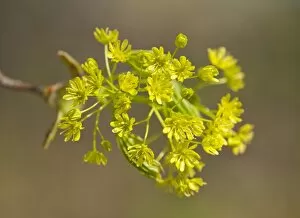 Norway Maple -Acer platanoides-, flowering, Thuringia, Germany