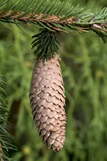 Images Dated 23rd October 2009: Norway Spruce -Picea abies-, cone
