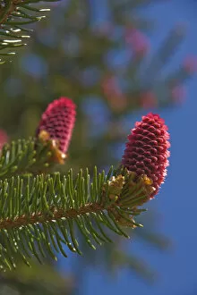 Norway spruce -Picea abies-, female inflorescences, Burgkwald forest near Karolinenfield, eastern Thuringia, Germany