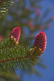 Picea Prints: Norway spruce -Picea abies-, female inflorescences