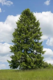 Norway Spruce -Picea abies-, Thuringia, Germany