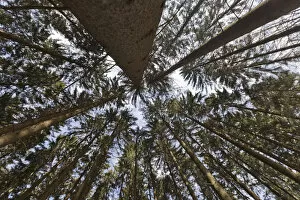Norway Spruce -Picea abies-, wide-angle view, worms eye view, Bergisches Land region, North Rhine-Westphalia, Germany