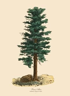 Images Dated 21st March 2016: Norway Spruce Pine Tree or Pinus Abies, Victorian Botanical Illustration