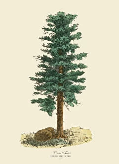 Norway Spruce Pine Tree or Pinus Abies, Victorian Botanical Illustration