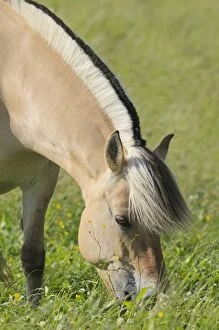 Perissodactyla Gallery: Norwegian Fjord Horse, grazing, Bavaria, Germany, Europe