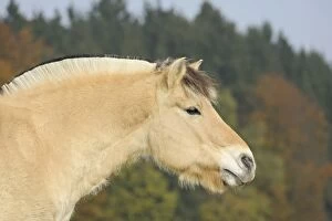 Images Dated 29th October 2011: Norwegian Fjord Horse, portrait in autumn, Bavaria, Germany, Europe