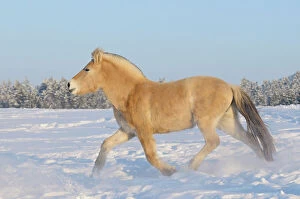 Cold Temperature Collection: Norwegian Fjord Horse, trotting through snow