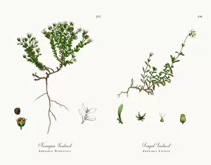 Images Dated 30th November 2017: Norwegian Sandwort, Arenaria Norvegica, Victorian Botanical Illustration, 1863