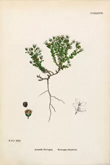 Images Dated 20th February 2017: Norwegian Sandwort, Arenaria Norvegica, Victorian Botanical Illustration, 1863