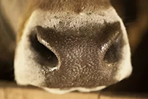 Images Dated 10th August 2012: Nose of an Austrian cow, Brown Swiss, with water beads