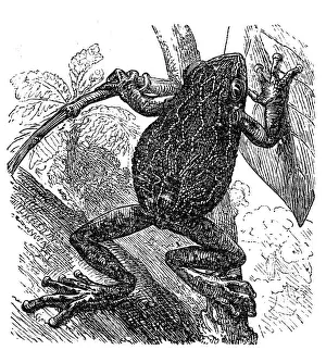 Nototrema marsupiatum