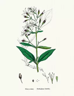 English Botany, or Coloured figures of British Plants Collection: Nottingham Catchfly flower