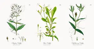 Nottingham Catchfly, Silene Nutans, Victorian Botanical Illustration, 1863