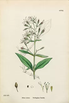 Images Dated 17th February 2017: Nottingham Catchfly, Silene Nutans, Victorian Botanical Illustration, 1863