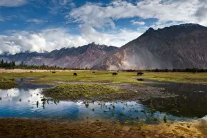 Images Dated 24th August 2014: Nubra Valley