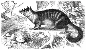 Western Australia Prints: The numbat (Myrmecobius fasciatus)