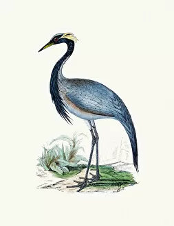 Paintings Gallery: Numidian Crane bird