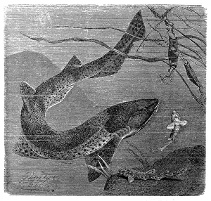 Animal Egg Prints: The nursehound, Catshark, large-spotted dogfish