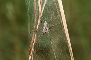 Nursery web spider -Pisaura mirabilis-, Allgaeu region, Bavaria, Germany, Europe