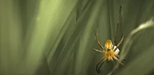 Images Dated 12th June 2011: Nursery-web Spider -Pisaura mirabilis- with an egg sac, Schmellwitz, Cottbus, Brandenburg, Germany