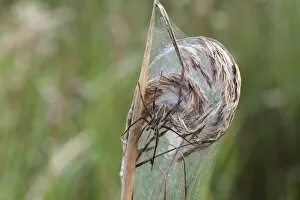 Nursery web spider -Pisaura mirabilis-, on a web, Allgaeu region, Bavaria, Germany, Europe