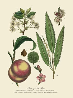 Images Dated 23rd March 2016: Nut and Fruit Trees of the Garden, Victorian Botanical Illustration