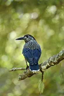 Images Dated 17th August 2014: Nutcracker -Nucifraga caryocatactes-, Canton of Graubunden, Switzerland