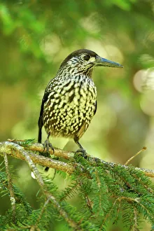 Images Dated 17th August 2014: Nutcracker -Nucifraga caryocatactes-, Canton of Graubunden, Switzerland