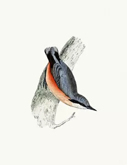 The History of British Birds by Morris Collection: Nuthatch bird