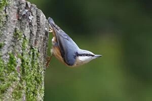 Nuthatch -Sitta europaea- hanging upside down from a tree trunk, Germany, Europe