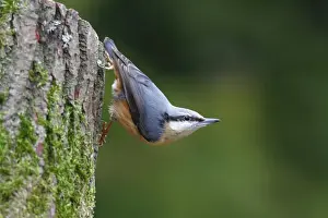 Friedhelm Adam Nature Photography Prints: Nuthatch -Sitta europaea- hanging upside down from a tree trunk, Germany, Europe