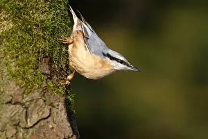 Passeriformes Prints: Nuthatch -Sitta europaea-, mature bird sitting on the mossy branch of an oak tree