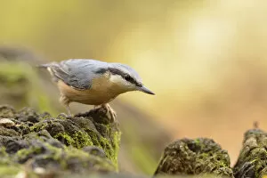 Tree Stump Gallery: Nuthatch -Sitta europaea- perched on a stump in autumn, Leipzig, Saxony, Germany
