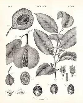 Images Dated 10th April 2017: Nutmeg engraving 1877