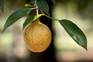 Kerala Collection: Nutmeg fruit growing on a Nutmeg Tree -Myristica fragrans-, Peermade, Kerala, India