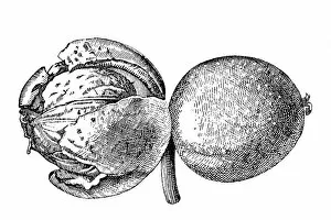 Images Dated 17th September 2017: Nutmeg (Myristica fragrans)