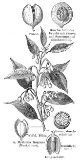 Nut Food Prints: Nutmeg plant engraving 1895