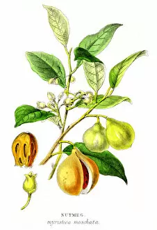 Images Dated 23rd April 2017: Nutmeg spice engraving 1855
