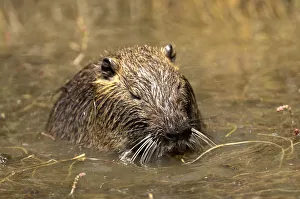 Images Dated 15th May 2010: Nutria or Coypu -Myocastor coypus- foraging in a pond, Camargue, France, Europe