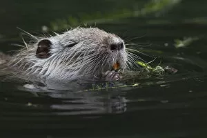 Images Dated 19th May 2013: Nutria, Coypu or River Rat -Myocastor coypus-, Wiesbaden, Hesse, Germany