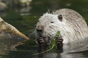 Images Dated 19th May 2013: Nutria, Coypu or River Rat -Myocastor coypus-, Wiesbaden, Hesse, Germany