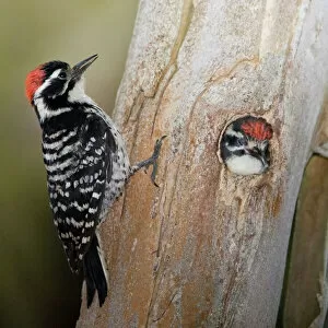 Images Dated 23rd May 2007: Nuttalls Woodpecker (Picoides nuttallii)