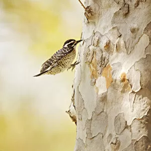 Huntington Beach California Gallery: Nuttalls woodpecker runs up tree