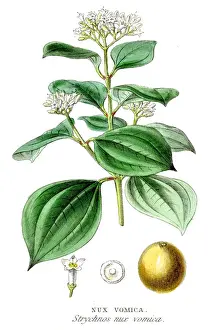 Bookplate Prints: Nux vomica botanical engraving 1857
