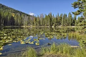 Nymph Lake, Rocky Mountain National Park, Colorado, USA