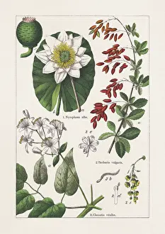 Nymphaeaceae, Berberidaceae, Ranunculaceae, chromolithograph, published in 1895