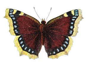 Insect Lithographs Gallery: Nymphalis antiopa, the Mourning cloak or Camberwell beauty, Wildlife art