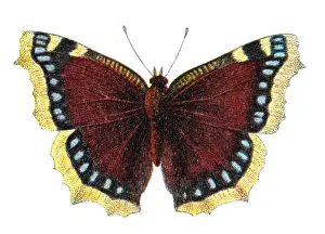 Prints of Vintage illustration of Nymphalis antiopa, the Mourning cloak or Camberwell beauty, Wildlife art Colourful Butterflies Prints: Nymphalis antiopa, the Mourning cloak or Camberwell beauty, Wildlife art