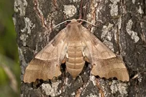 Oak Hawk-moth -Marumba quercus-, female on a tree trunk, Lake Kerkini region, Greece, Europe