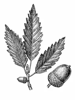 Wallpaper Collection: Oak leaf and acorn (quercus prints)